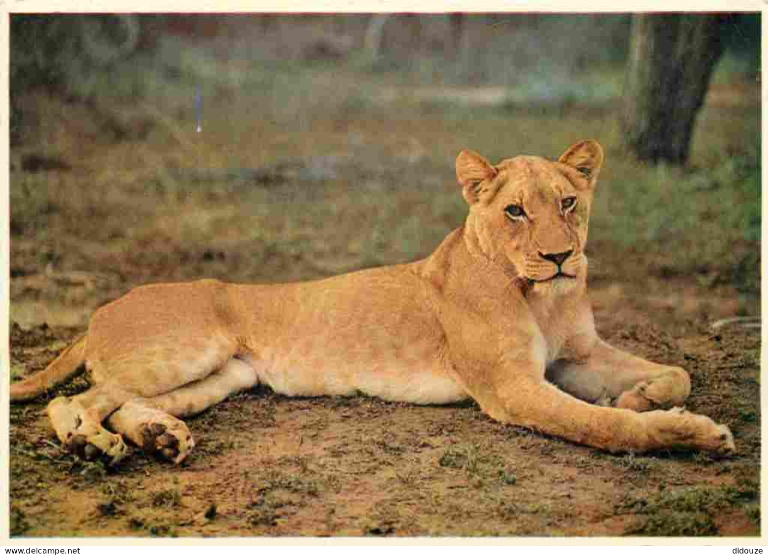 Animaux - Fauves - Lion - Lioness Relaxing - South Africa - Carte Dentelée - CPSM Grand Format - Voir Scans Recto-Verso - Lions