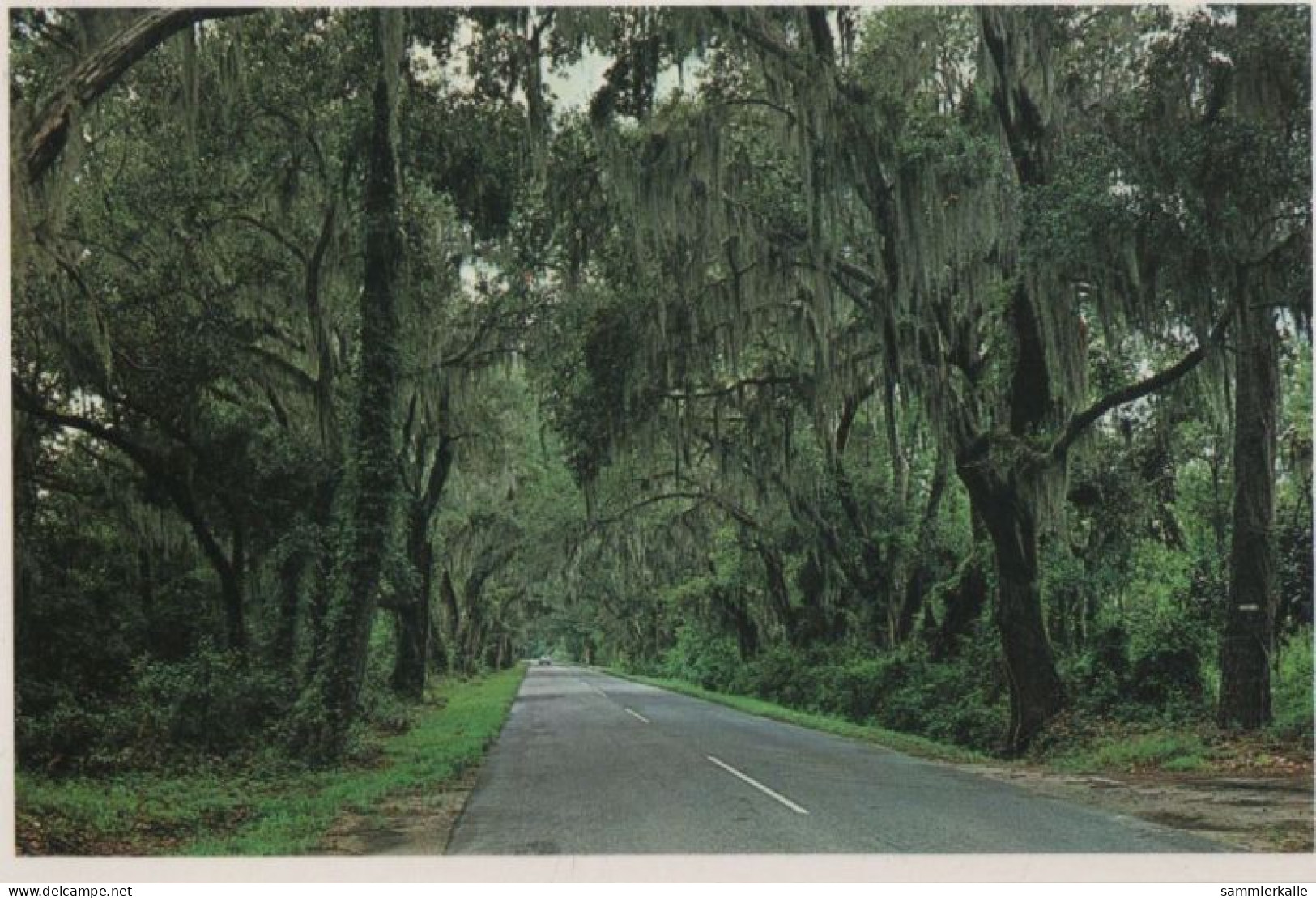 107489 - Charleston - USA - Road To Summerville - Charleston