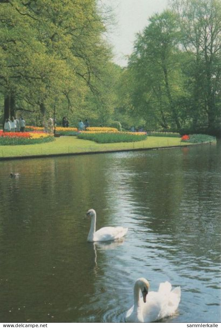 66128 - Niederlande - Lisse - Keukenhof - Ca. 1980 - Lisse