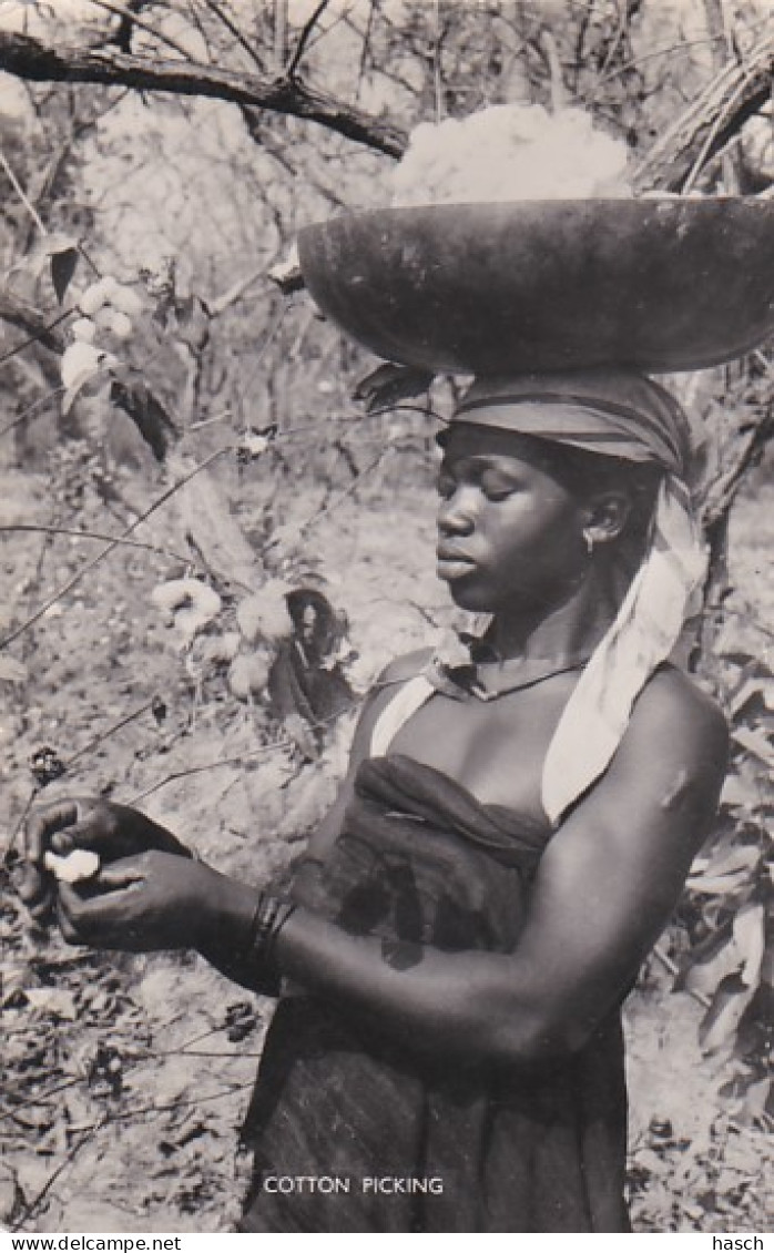 3725	102	Cotton Picking In Northern Nigeria (See Backside) - Nigeria