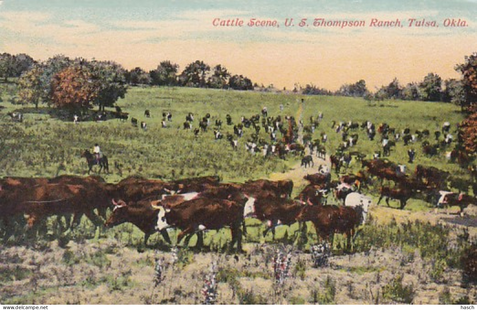 3725	172	Cattle Scene, U.S. Thompson Ranch.  - Andere & Zonder Classificatie