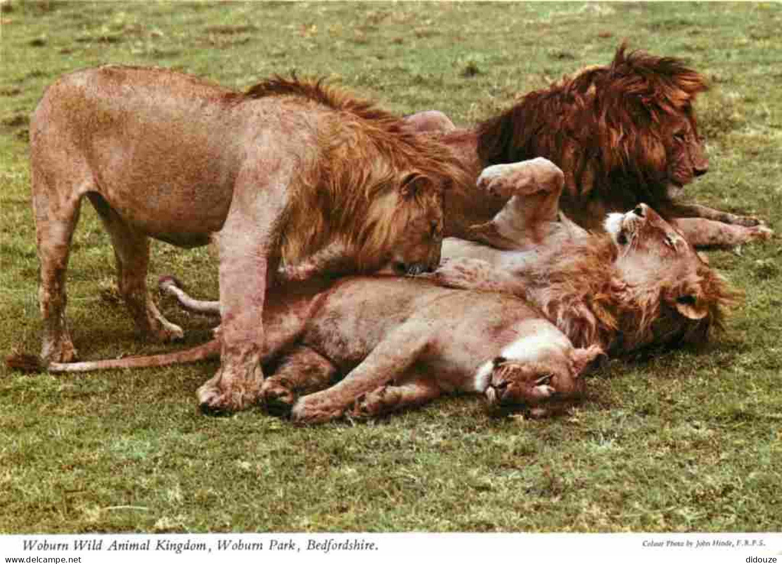 Animaux - Fauves - Lion - Woburn Wild Animal Kingdom - Woburn Park - Bedfordshire - Zoo - CPM - Carte Neuve - Voir Scans - Lions