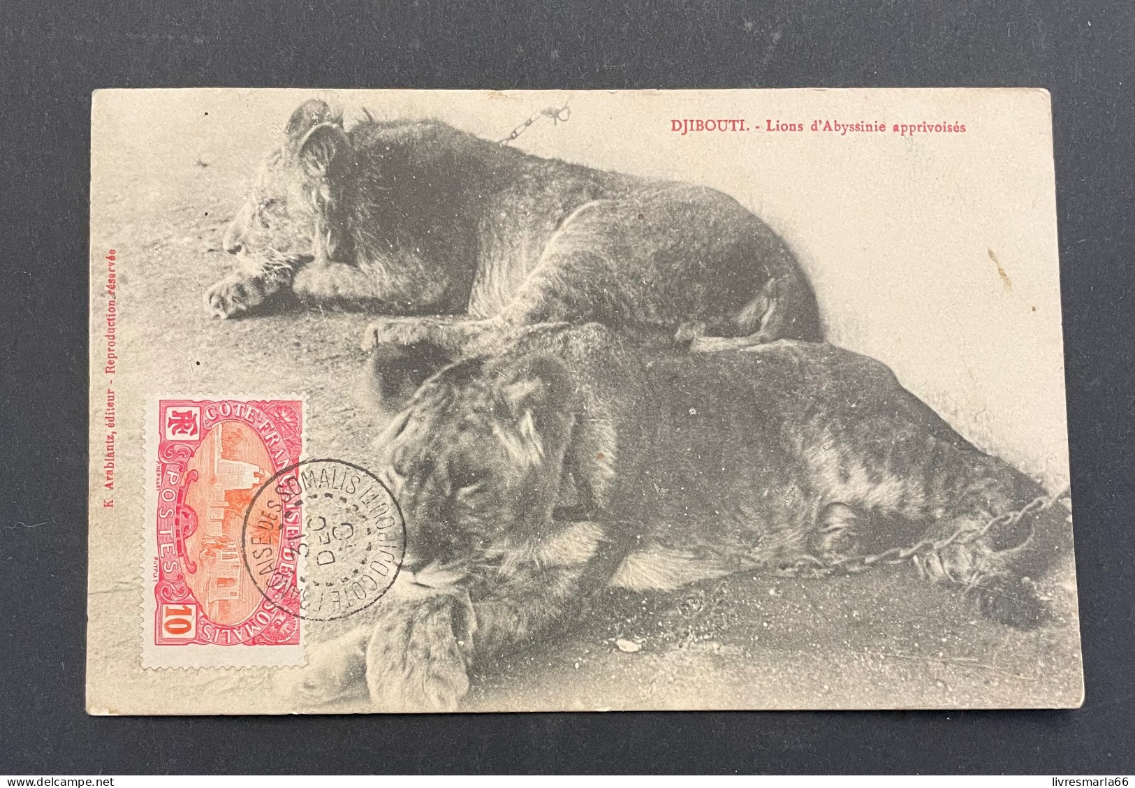 Côtes Françaises Des Somalis CPA Djibouti 1910 Lions D’Abyssinie Apprivoisés - Lettres & Documents