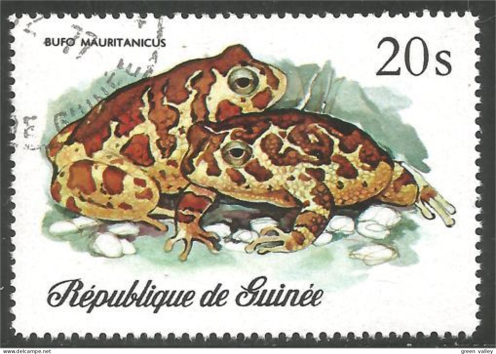 470 Guinee Grenouille Frog Frosch Rana (GUF-113b) - Frogs