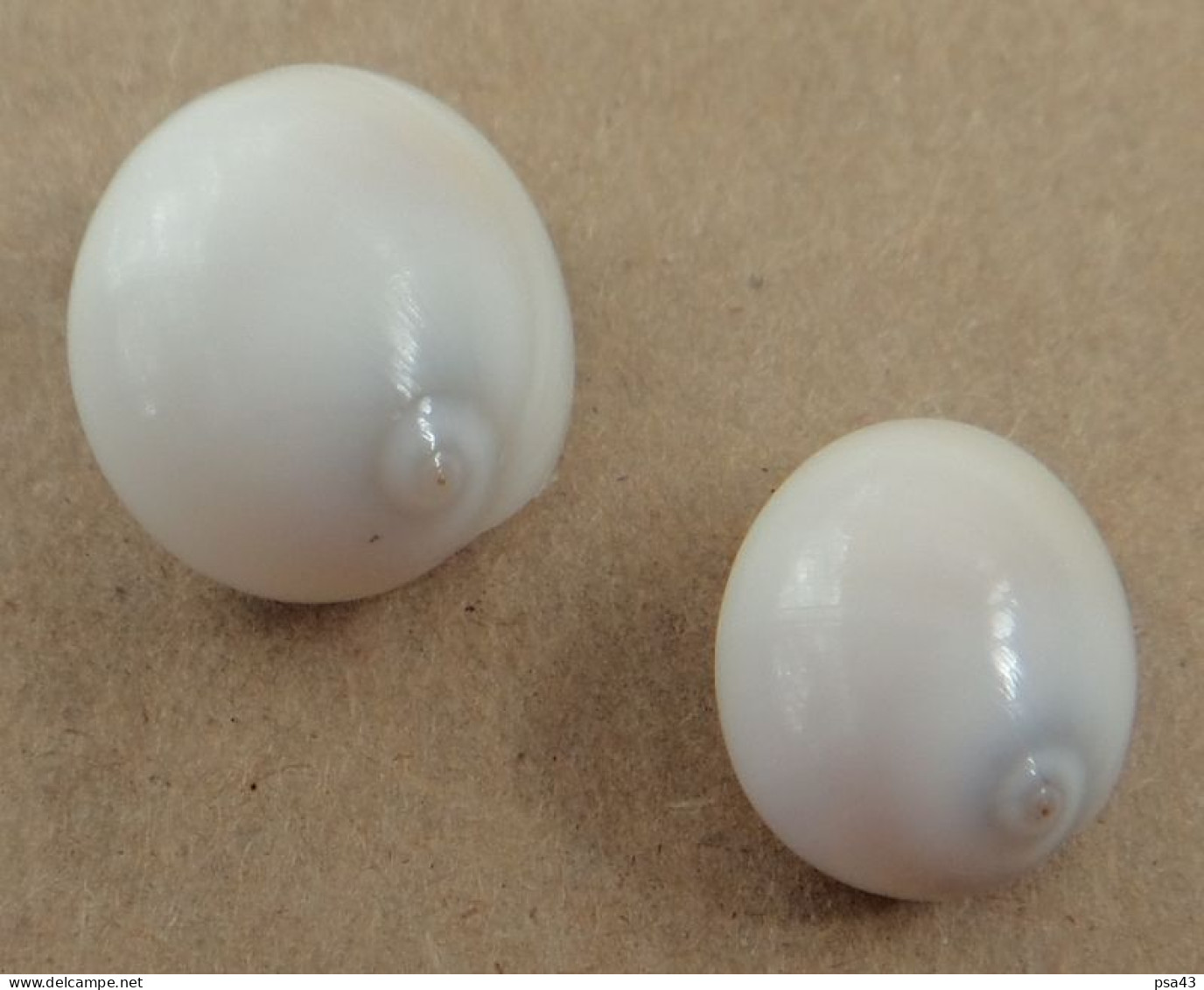 Polinices Tumidus (lot De 2) Malaisie 14,5 Et 17,1mm F+++/GEM WO N7 - Seashells & Snail-shells