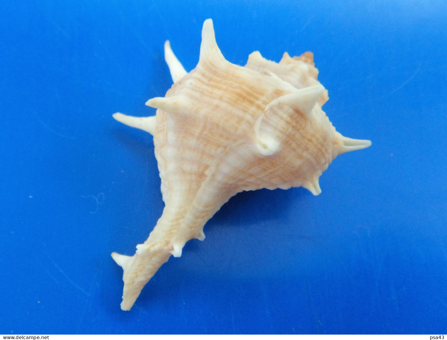 Murex (Bolinus) Brandaris Espagne (Javea) 49,5mm WO N9 - Seashells & Snail-shells