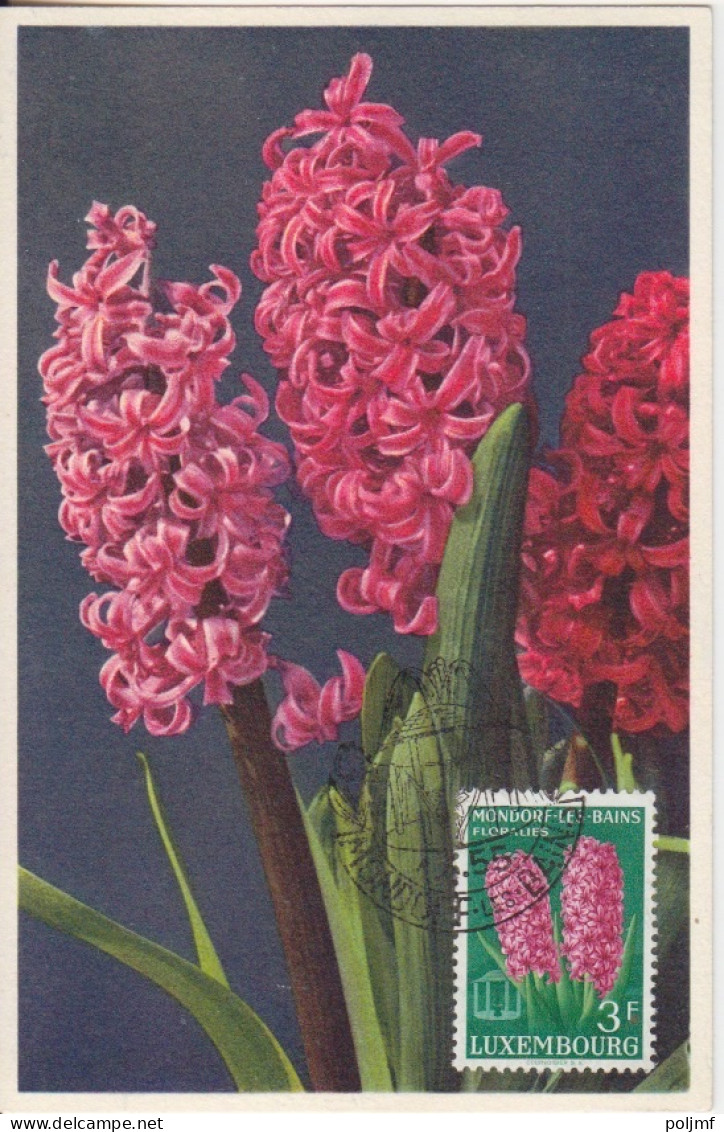 CP Max "Tulipes, Narcisses, Jacinthes) Obl. Mondorf Les Bains Le 1/4/55 Sur N° 490 à 493 - Maximum Cards