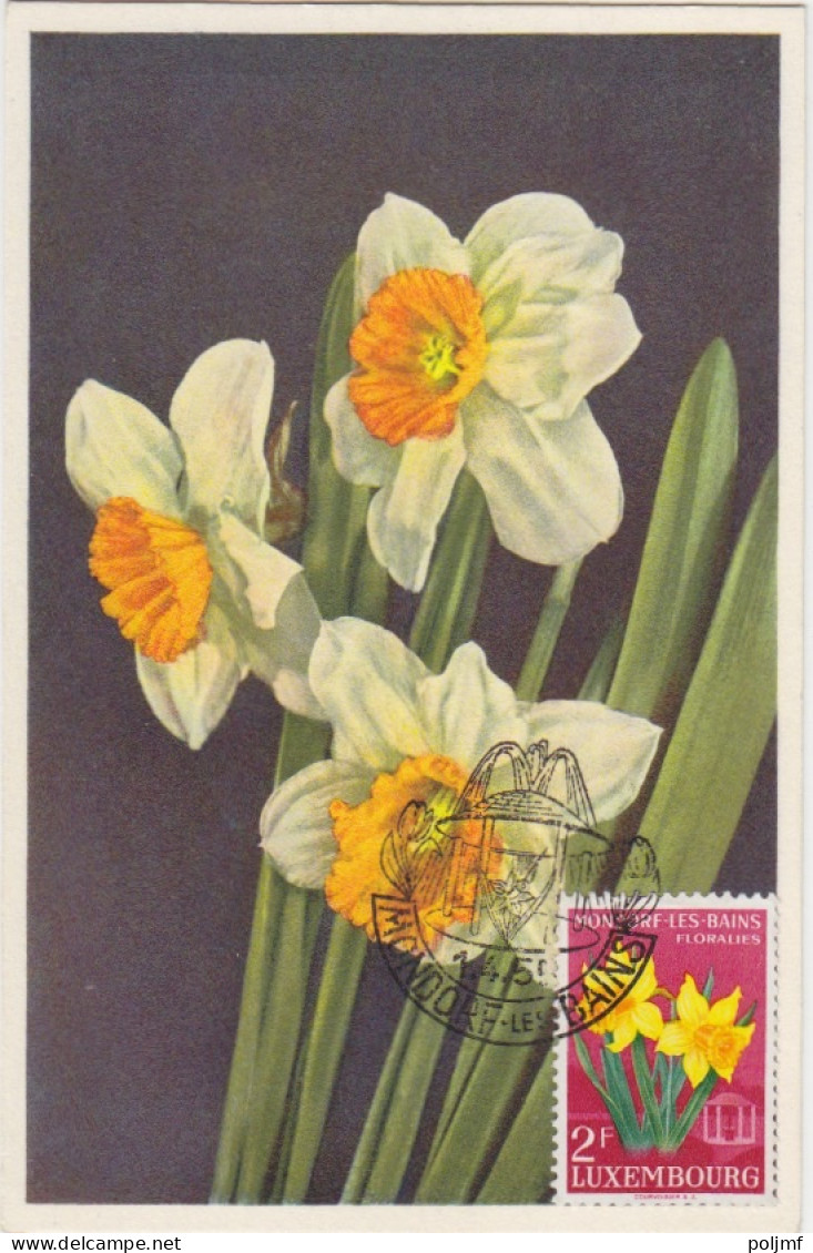 CP Max "Tulipes, Narcisses, Jacinthes) Obl. Mondorf Les Bains Le 1/4/55 Sur N° 490 à 493 - Cartoline Maximum