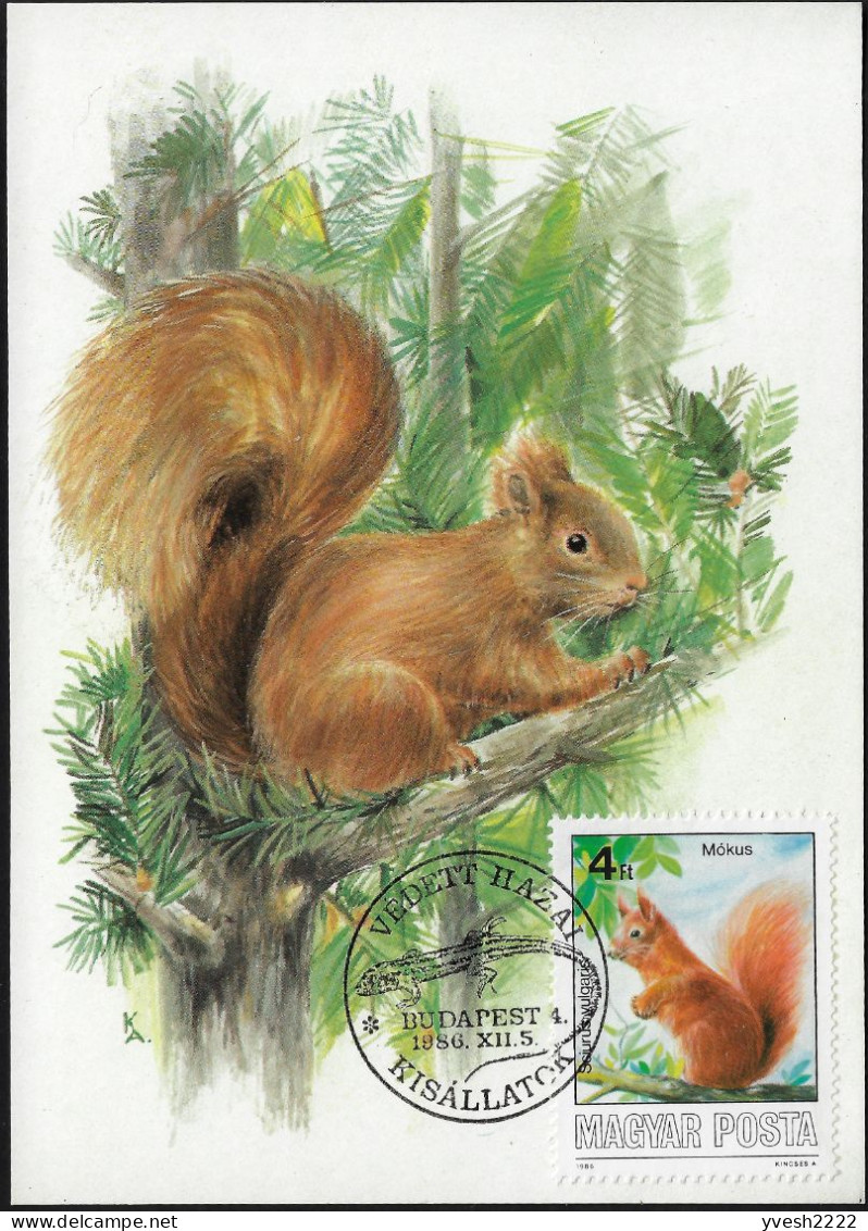 Hongrie 1986 Y&T 3074 Sur Carte Maximum. Écureuil Roux, Sciurus Vulgaris - Knaagdieren