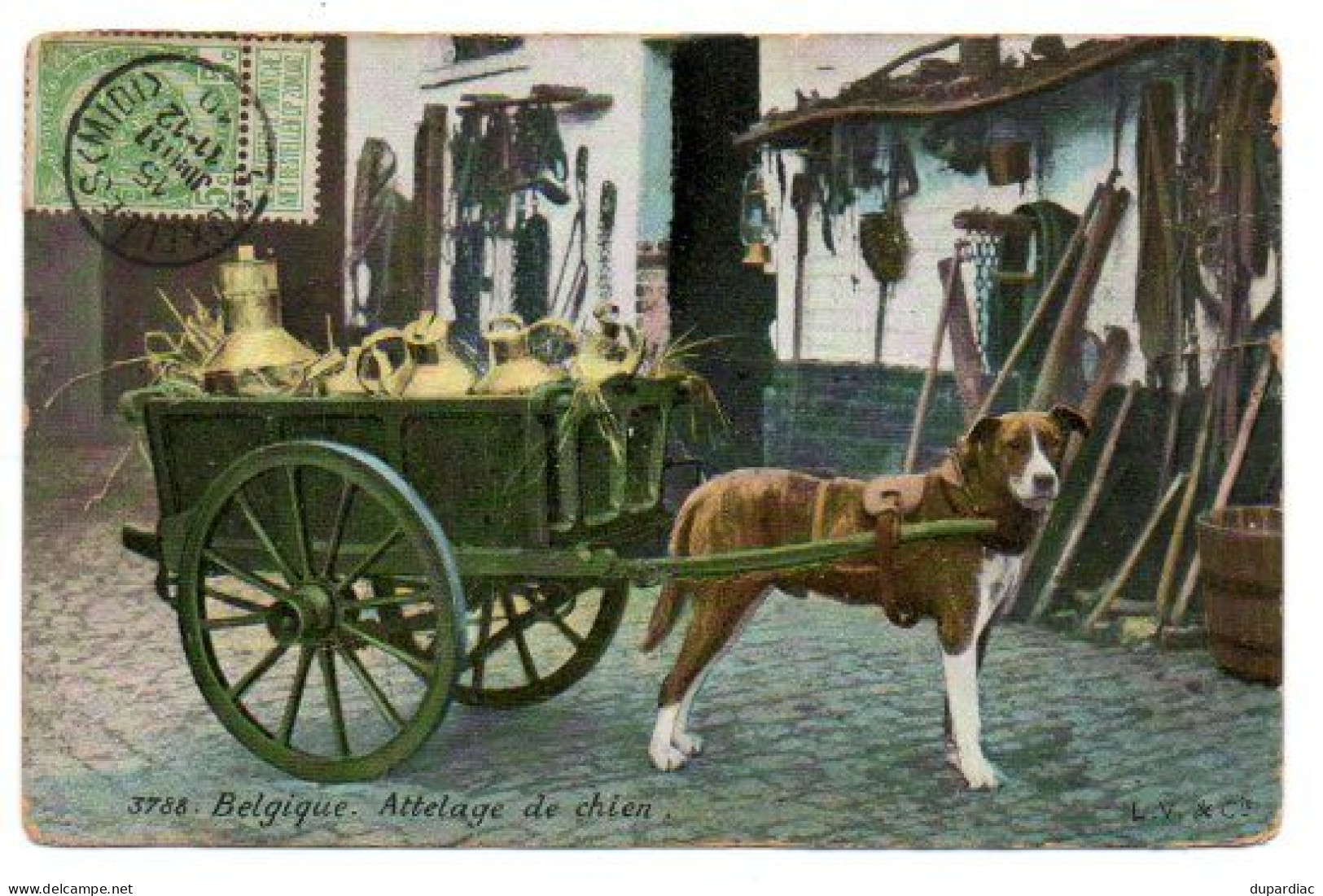 Métiers /  Belgique - Attelage De Chien (laitière). - Vendedores Ambulantes