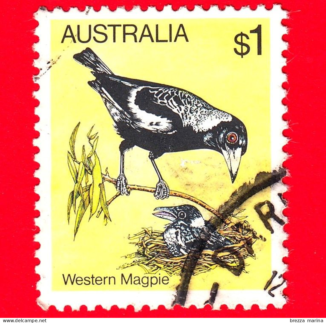 AUSTRALIA ~  Usato ~ 1980 - Uccelli - Gazza Occidentale (Gymnorhina Tibicen Dorsalis) - 1 - Oblitérés