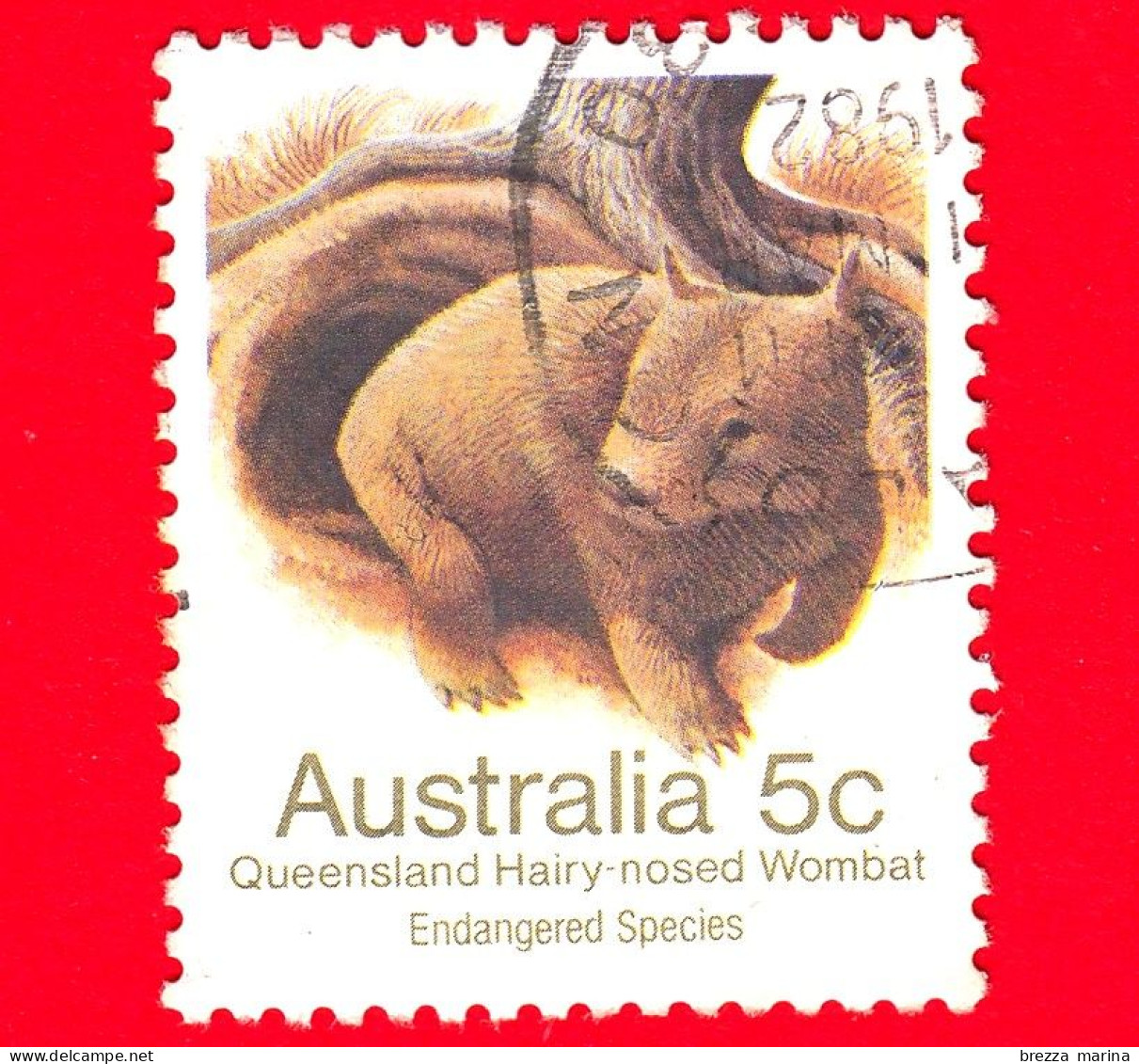 AUSTRALIA ~  Usato ~ 1983 - Specie Minacciate Di Estinzione (1981-1984) - Vombato Dal Naso Peloso Del Queensland - 5 - Used Stamps