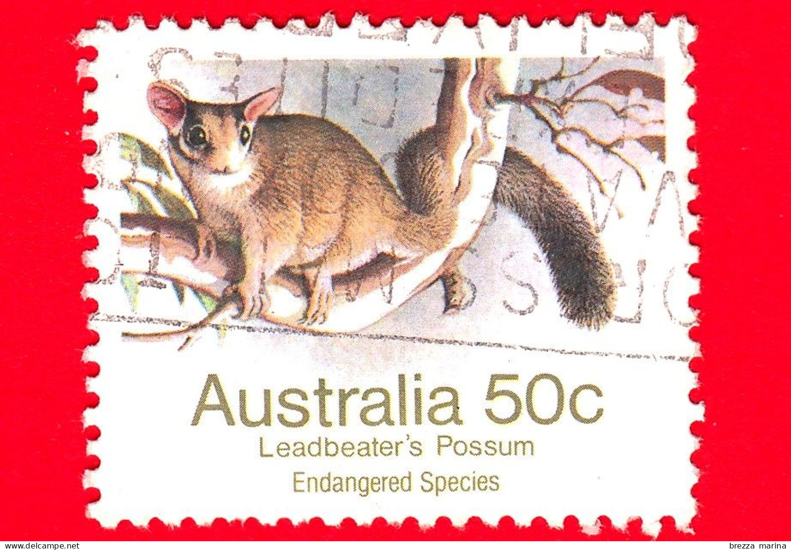 AUSTRALIA - Usato - 1981 - Specie Minacciate Di Estinzione (1981-1984) - Marsupiali - Leadbeater's Possum  - 50 - Used Stamps