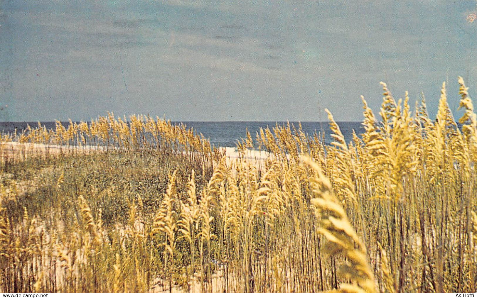 Sea Oats, Outer Banks Of North Carolina - Other & Unclassified