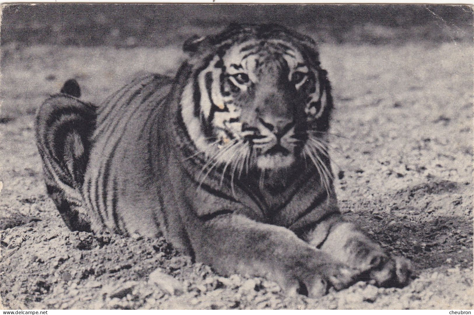 FAUNE..PARIS. PARC ZOOLOGIQUE DU BOIS DE VINCENNES ."TIGRE DU BENGALE"   + TE XTE - Tijgers