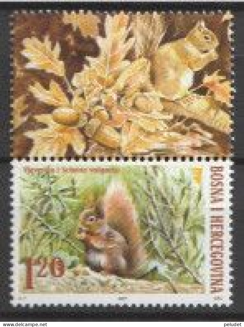 Bosnia Herzegovina - 2007, Squirrel. 1 V ** Mi 479, Sn 580, Yt 558 Sg 894, Un 481 - Bosnie-Herzegovine