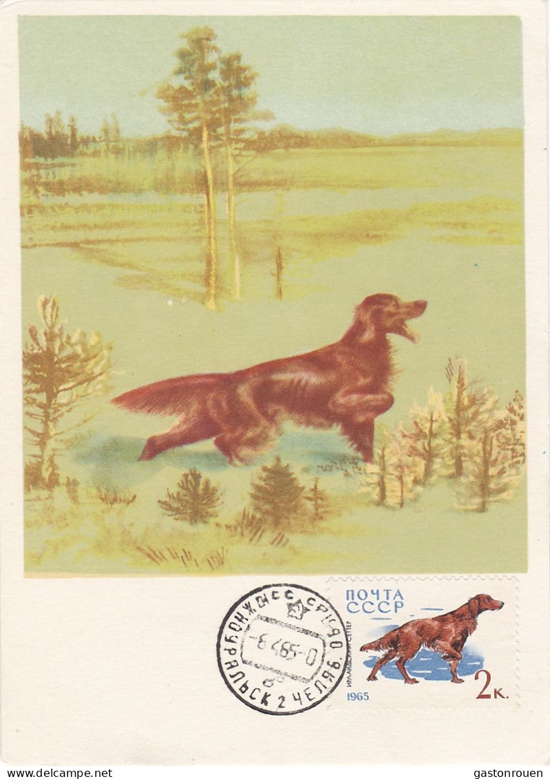 Carte Maximum Russie Russia Chien Dog 2918 Setter - Maximumkarten