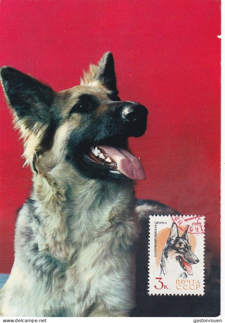 Carte Maximum Russie Russia Chien Dog 2919 Chien Loup - Cartoline Maximum