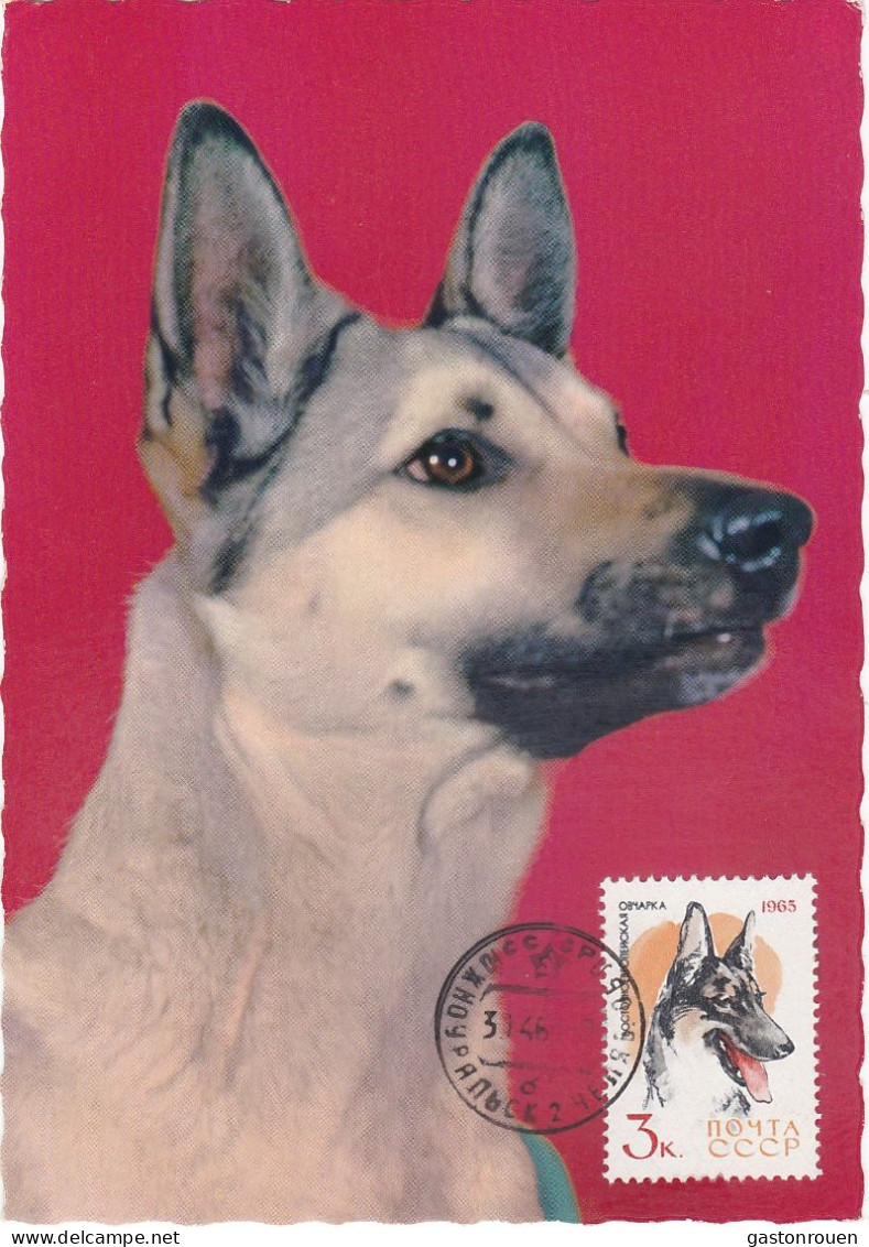 Carte Maximum Russie Russia Chien Dog 2919 Chien Loup - Cartes Maximum