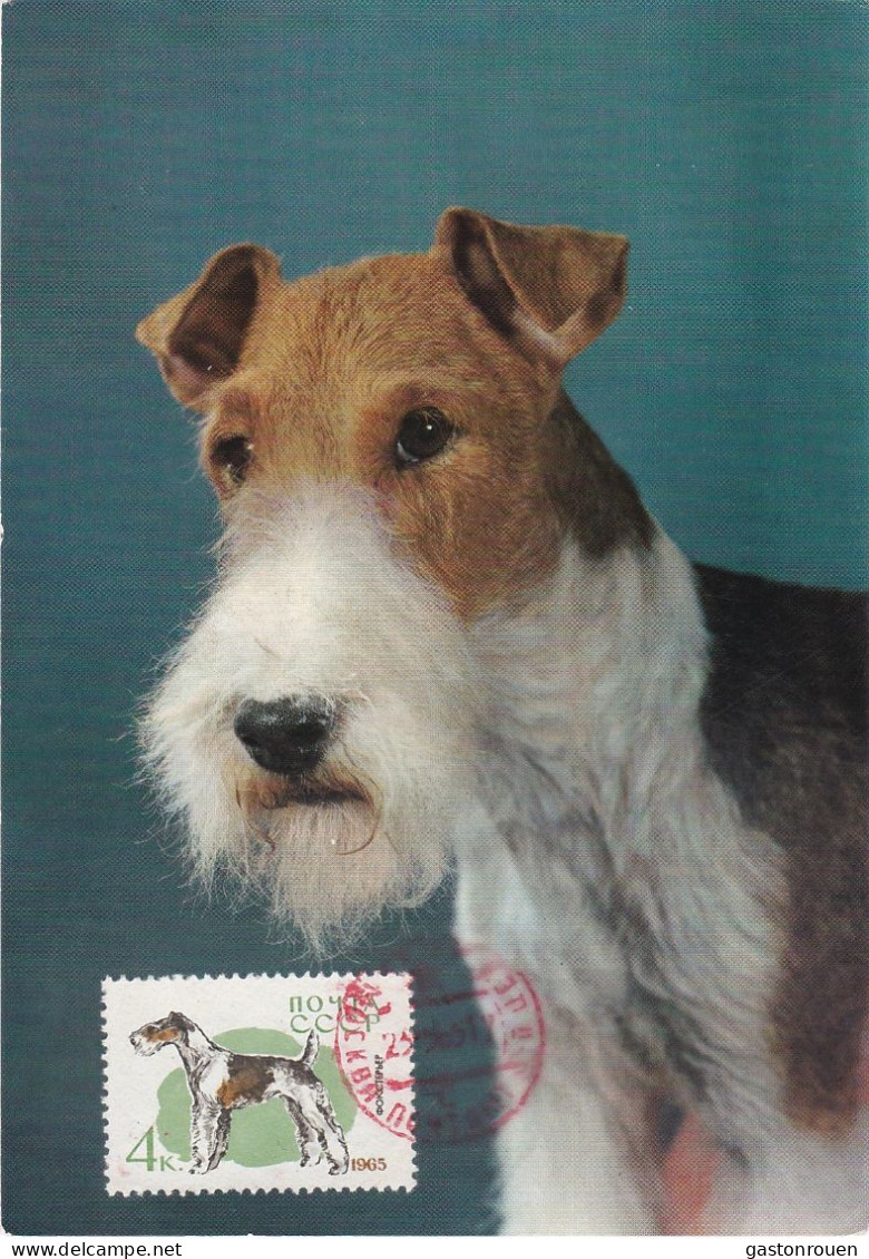 Carte Maximum Russie Russia Chien Dog 2921 Terrier Anglais - Cartoline Maximum