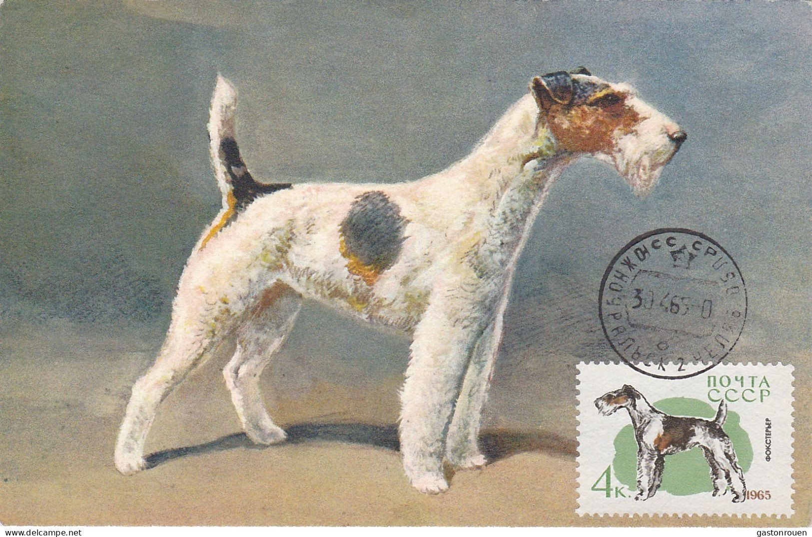 Carte Maximum Russie Russia Chien Dog 2921 Terrier Anglais - Cartoline Maximum