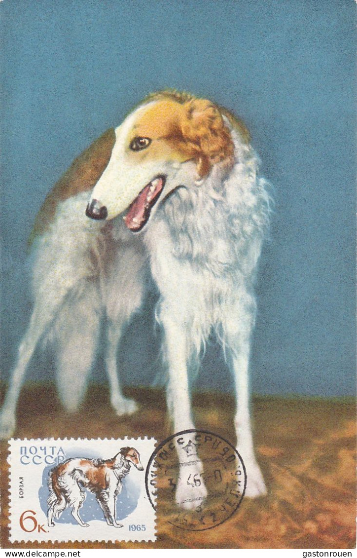 Carte Maximum Russie Russia Chien Dog 2923 Barzoï Lévrier Russe - Maximum Cards