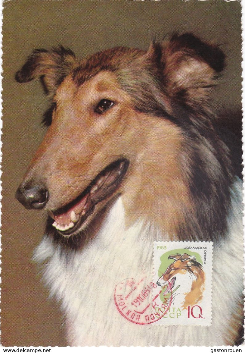 Carte Maximum Russie Russia Chien Dog 2924 Collie - Tarjetas Máxima