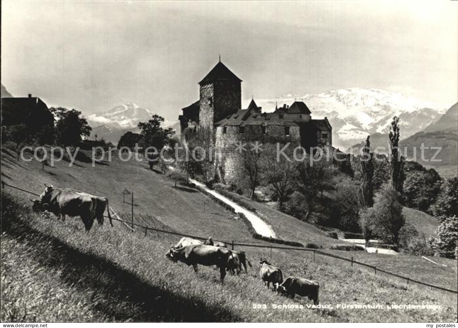 72405028 Vaduz Schloss Viehweide Kuehe Alpenpanorama Vaduz - Liechtenstein