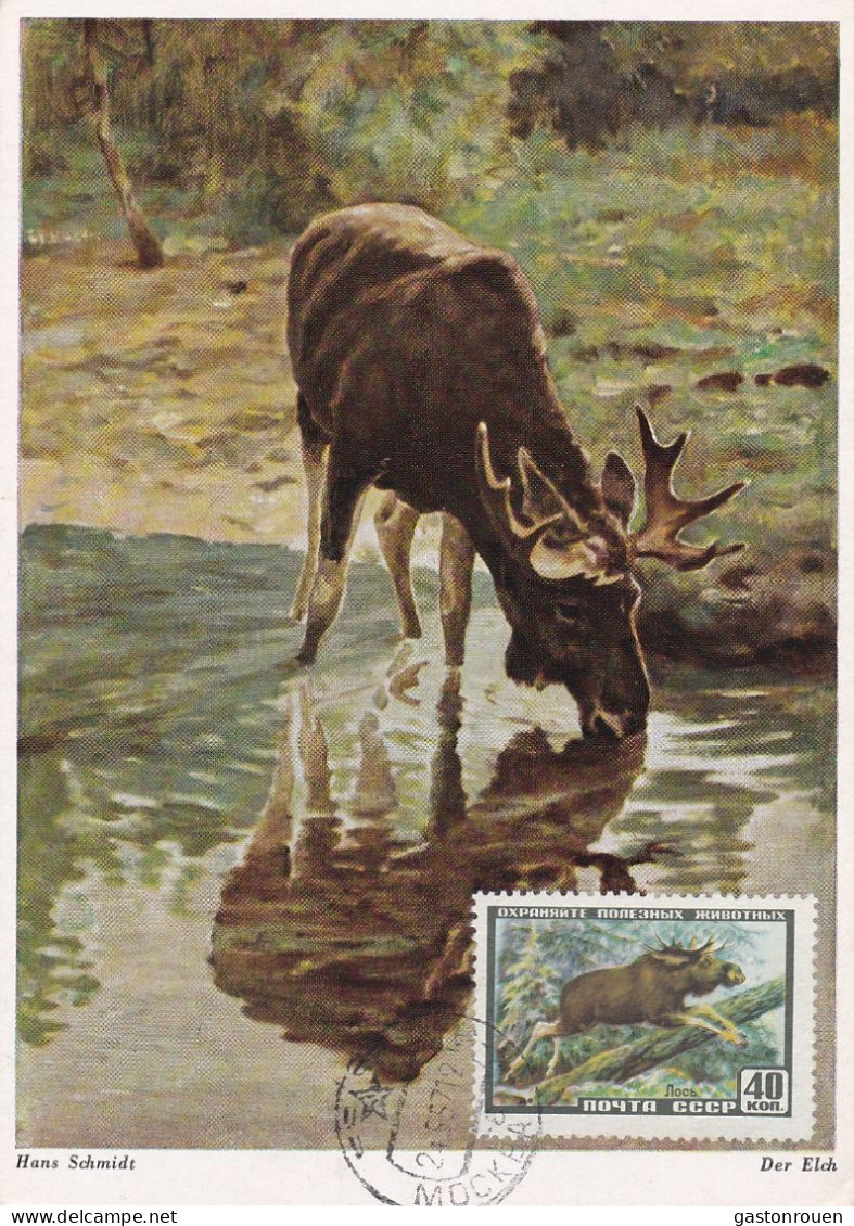 Carte Maximum Russie Russia 1909 élan Moose - Cartoline Maximum