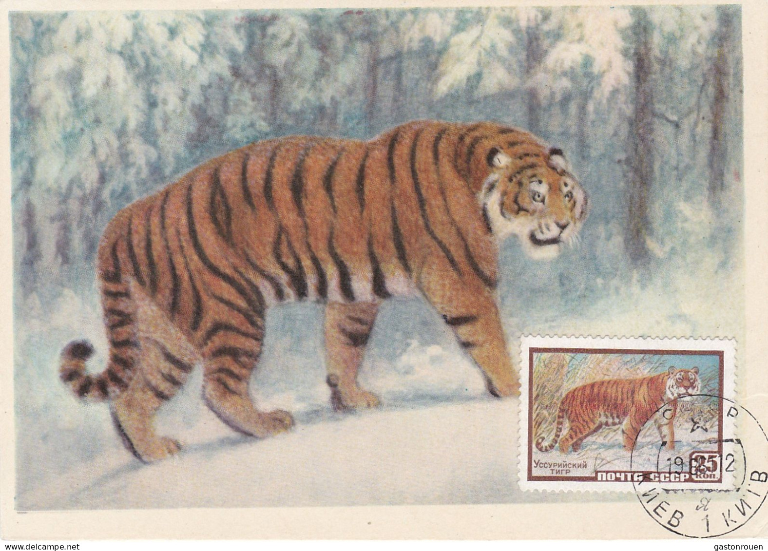 Carte Maximum Russie Russia 2179 Tigre Tiger - Maximum Cards