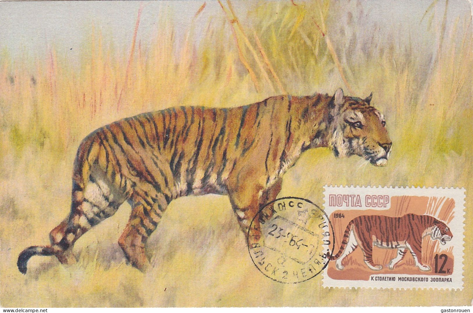 Carte Maximum Russie Russia 2826 Tigre Tiger - Maximumkarten