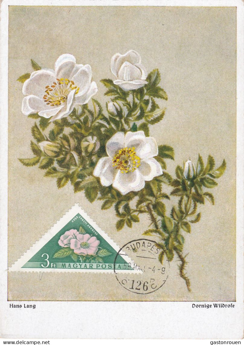 Carte Maximum Hongrie Hungary Fleur Flower 1256 Rose - Cartoline Maximum