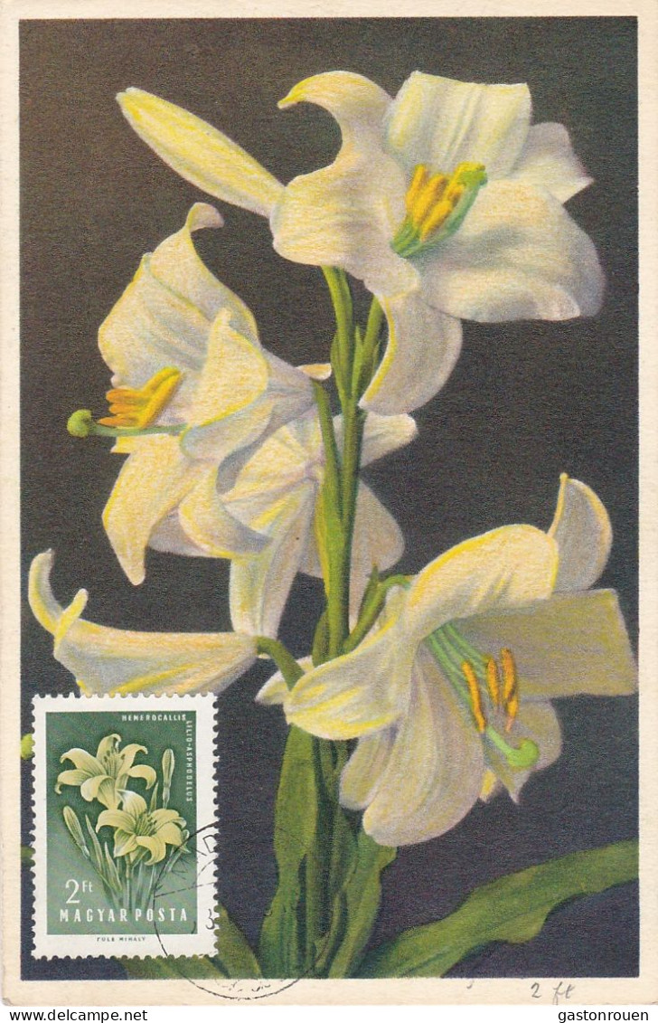 Carte Maximum Hongrie Hungary Fleur Flower 1029 Lys Lilium Lily - Cartoline Maximum