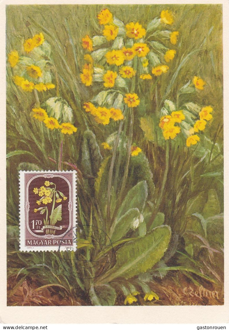 Carte Maximum Hongrie Hungary Fleur Flower 1028 Primevère Primrose - Cartoline Maximum