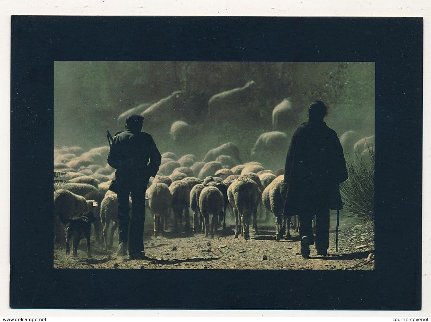 CPM - Image De L'Ardèche - Vivarais Cévenol, Massif Du Tanargue - La Transhumance - Autres & Non Classés