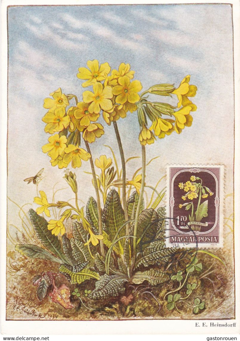 Carte Maximum Hongrie Hungary Fleur Flower 1028 Primevère Primrose - Maximum Cards & Covers