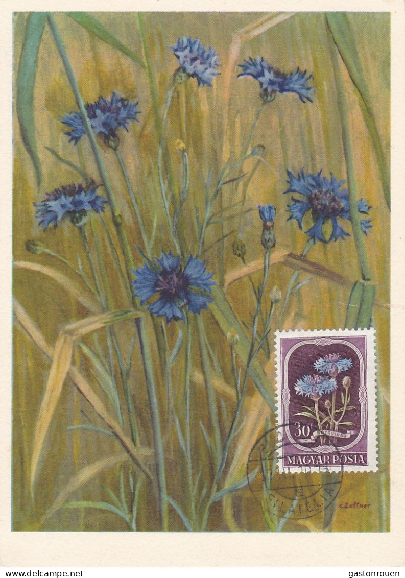 Carte Maximum Hongrie Hungary Fleur Flower 1024 Bleuet Cornflower - Cartoline Maximum