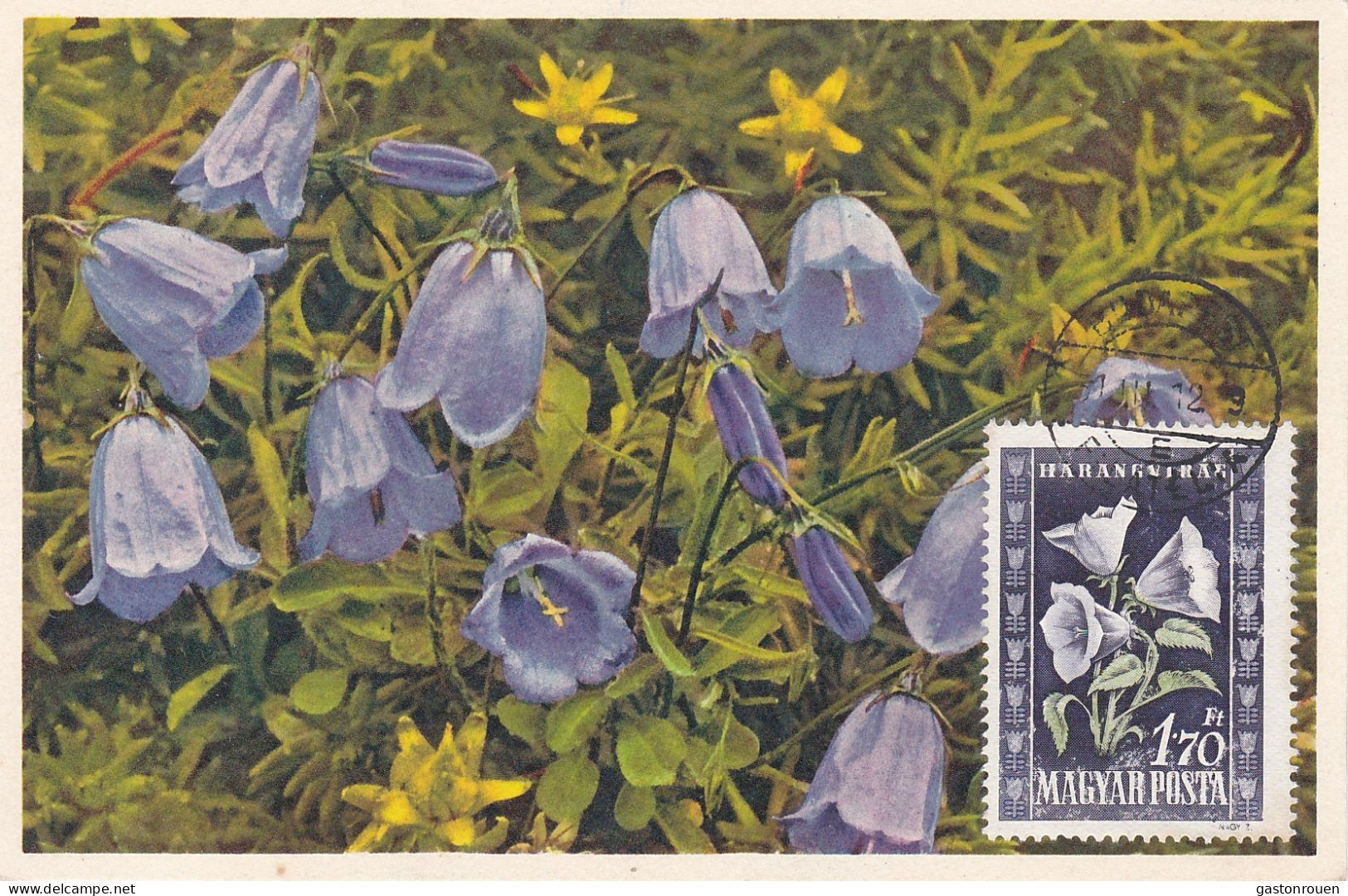 Carte Maximum Hongrie Hungary Fleur Flower 967 Campanule Campanula Carillon - Maximum Cards & Covers