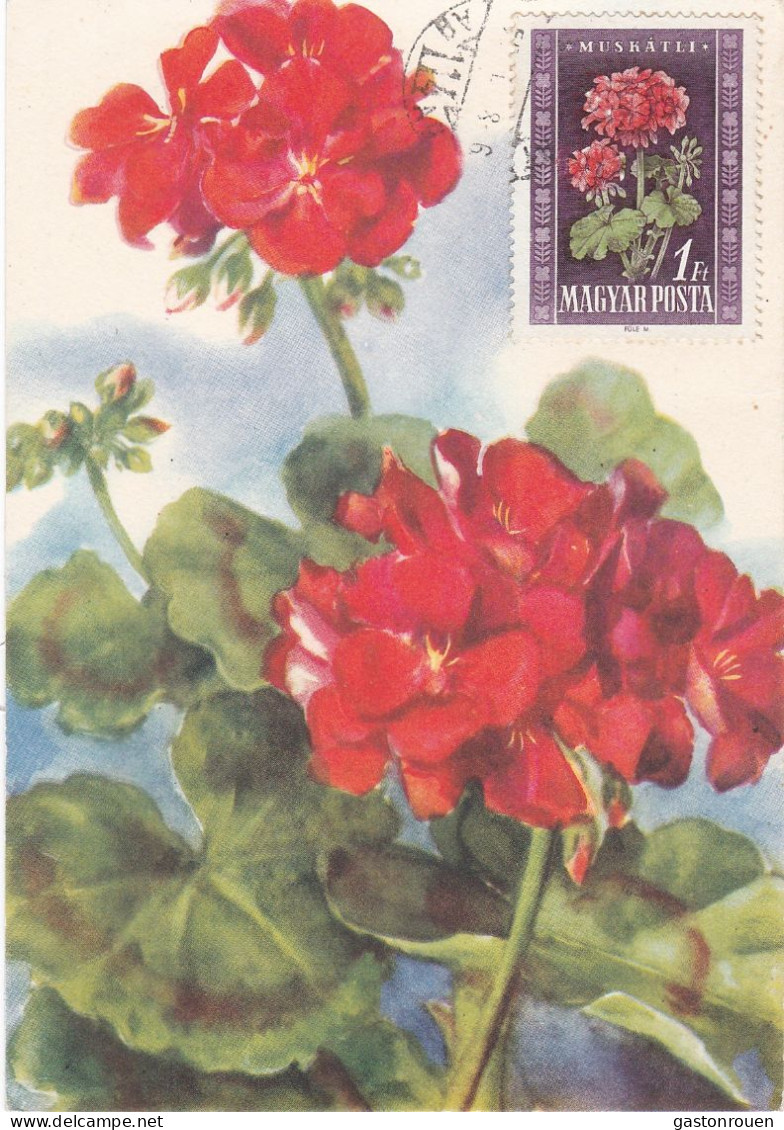 Carte Maximum Hongrie Hungary Fleur Flower 966 Géranium - Cartes-maximum (CM)