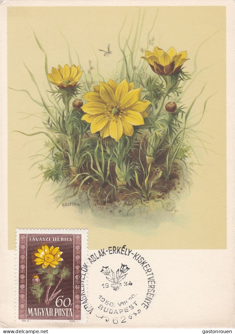 Carte Maximum Hongrie Hungary Fleur Flower 965 Adonide Adonis - Maximumkarten (MC)