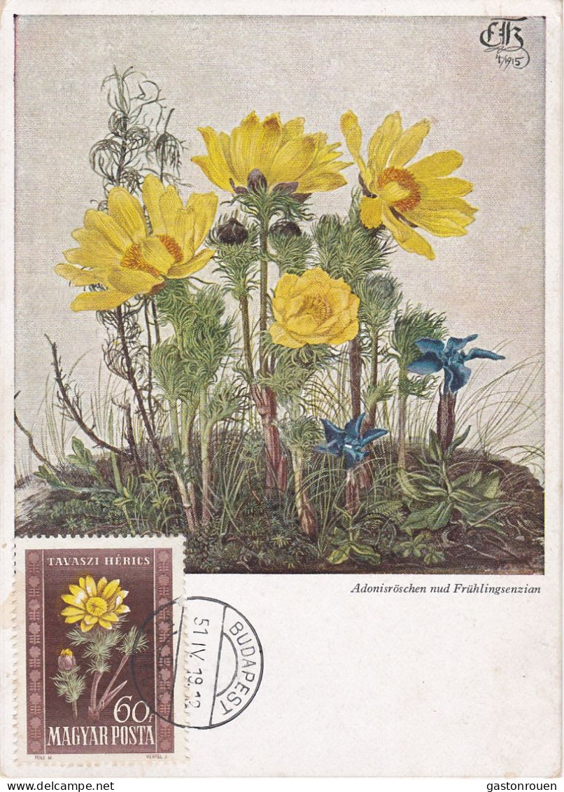 Carte Maximum Hongrie Hungary Fleur Flower 965 Adonide Adonis - Maximumkaarten