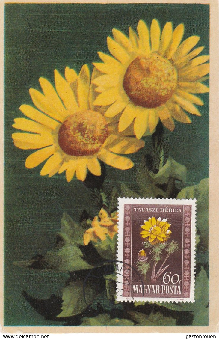 Carte Maximum Hongrie Hungary Fleur Flower 965 Adonide Adonis - Cartoline Maximum