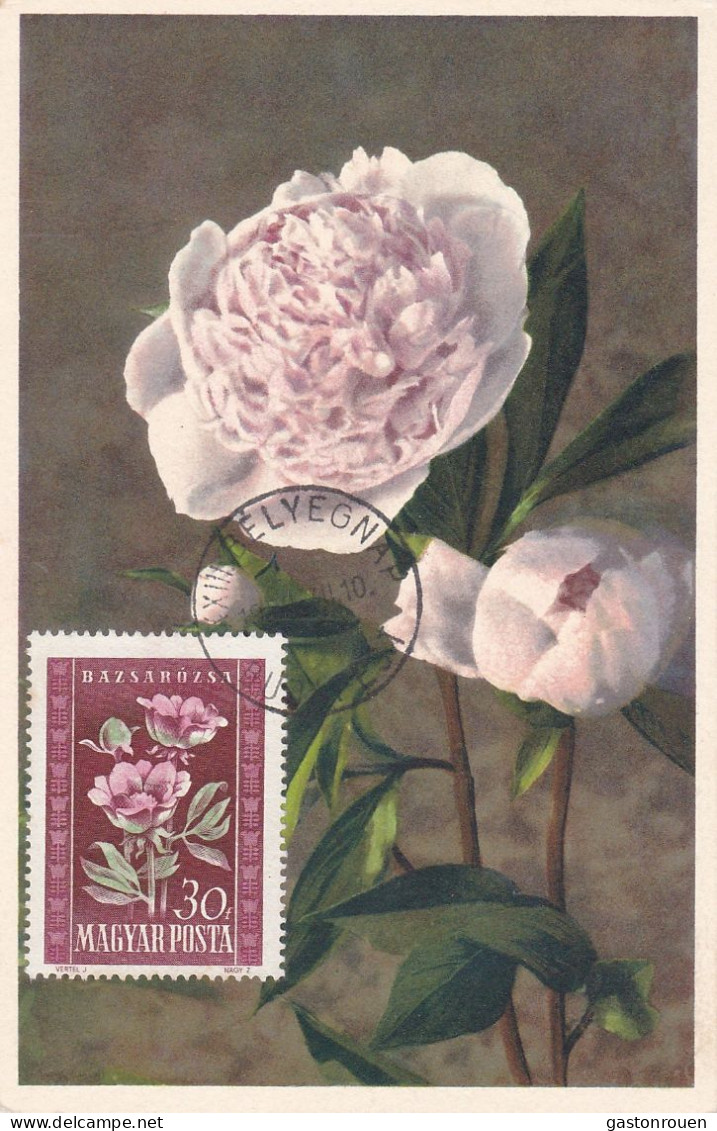 Carte Maximum Hongrie Hungary Fleur Flower 963 Pivoine Peony - Maximumkaarten