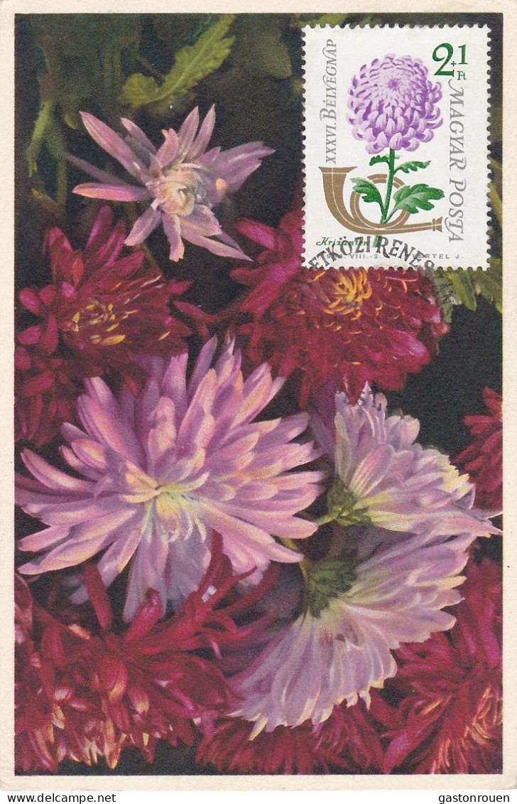 Carte Maximum Hongrie Hungary Fleur Flower 1598 Chrysanthème Chrysanthemum - Maximumkaarten