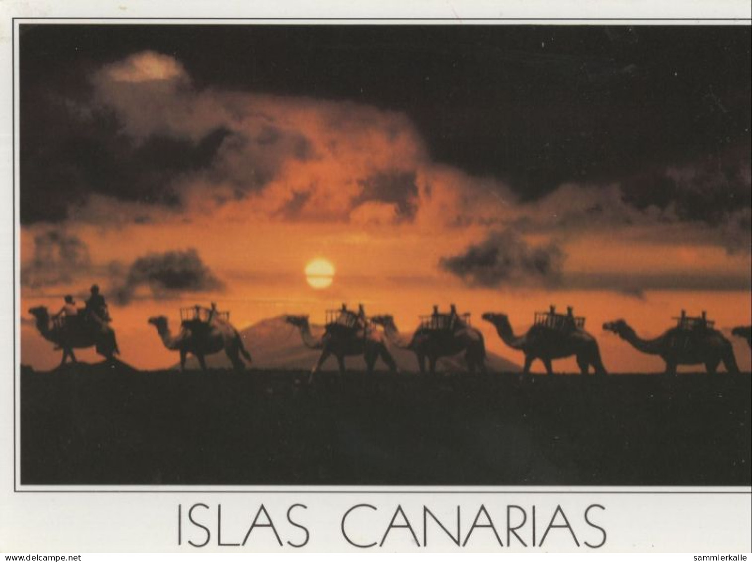 132559 - Timanfaya-Nationalpark - Spanien - Kamele - Lanzarote