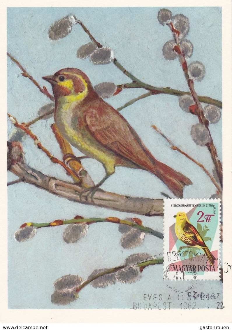 Carte Maximum Hongrie Hungary Oiseau Bird 1484 Bruant Bunting - Cartoline Maximum