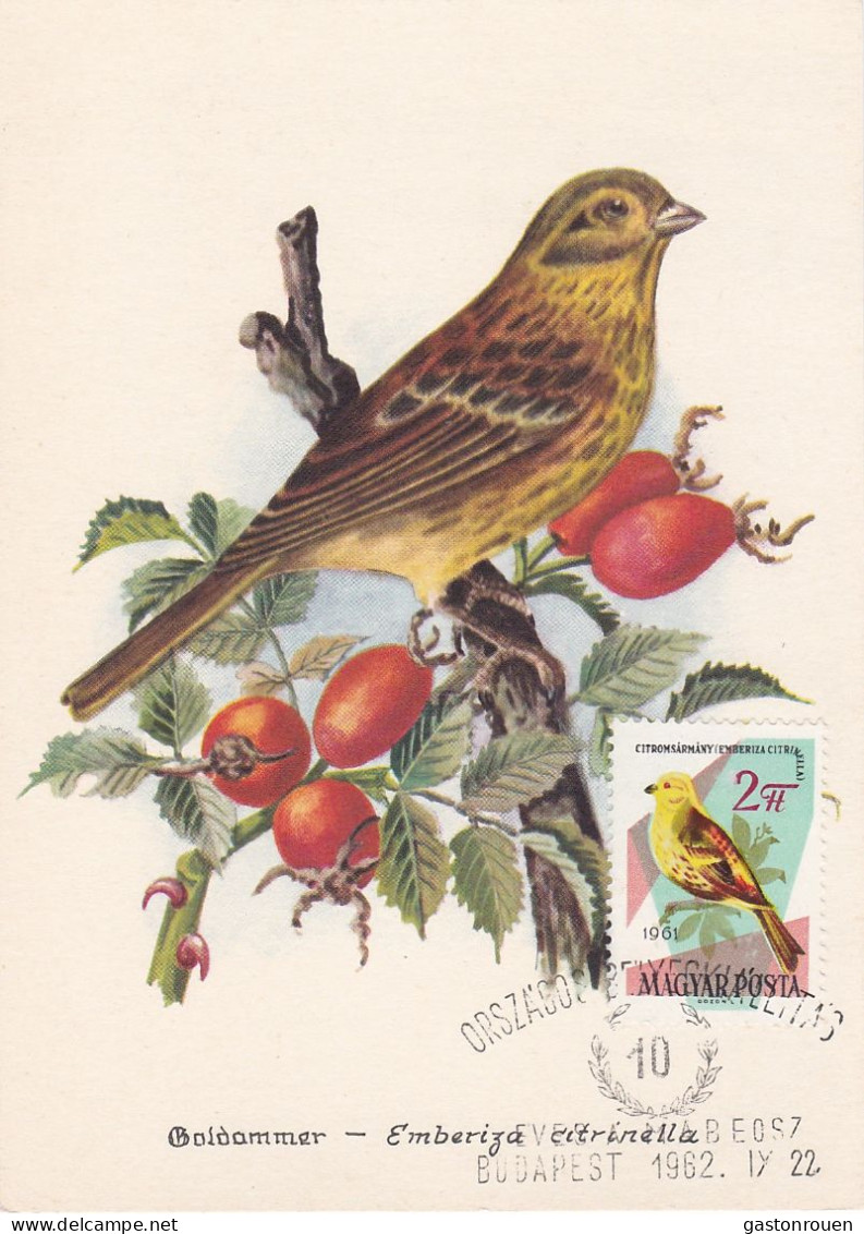 Carte Maximum Hongrie Hungary Oiseau Bird 1484 Bruant Bunting - Maximumkarten (MC)