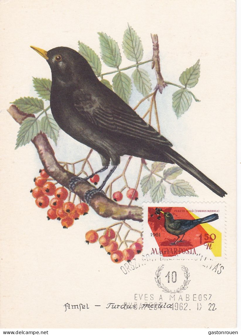 Carte Maximum Hongrie Hungary Oiseau Bird 1483 Merle Robin - Maximumkaarten