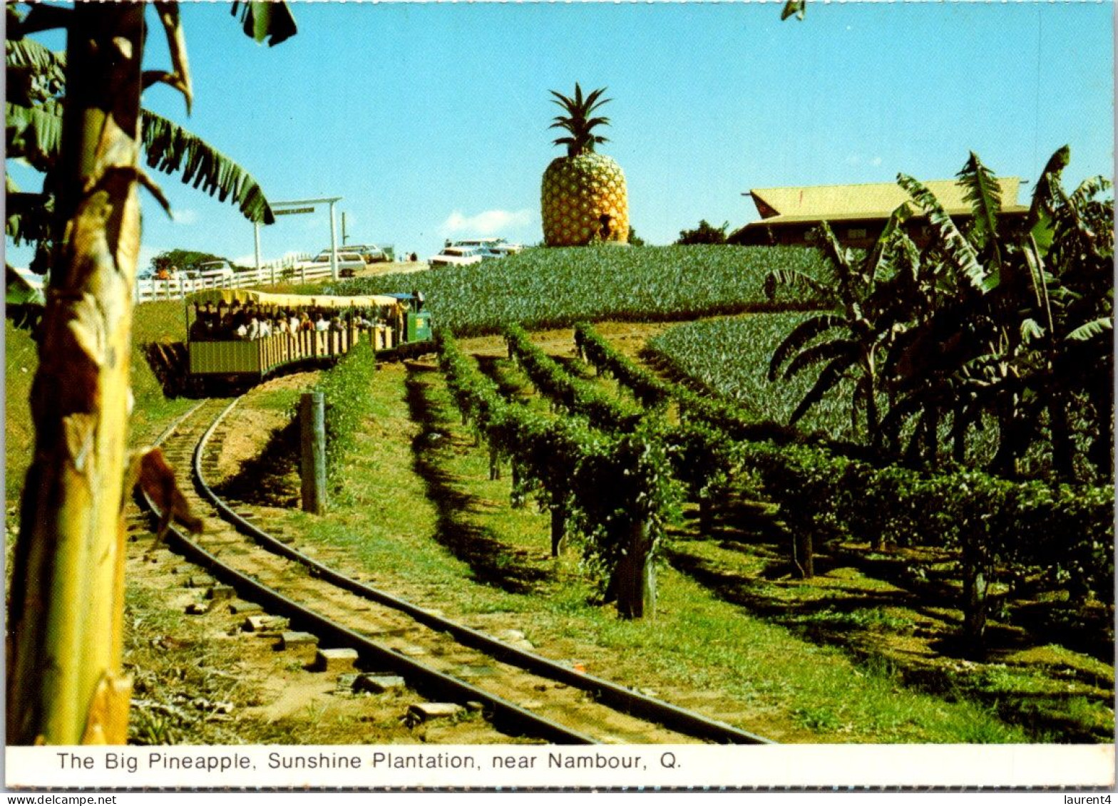 12-3-2025 (2 Y 46) Australia - QLD - Tourist Train In Big Pieneaple Plantation - Sunshine Coast