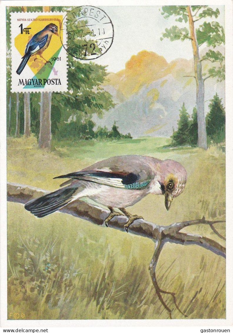 Carte Maximum Hongrie Hungary Oiseau Bird 1481 Geai Jay - Maximumkarten (MC)